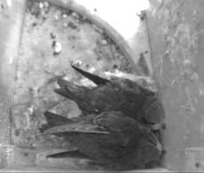 Swift chicks (13/14 days old) in nest, 15 August 2011