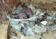 5/6 day old Swift chicks in nest - lateral view, 28 July 2011