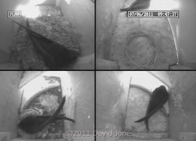 A Swift visits SW-lo this morning - 1, 7 June