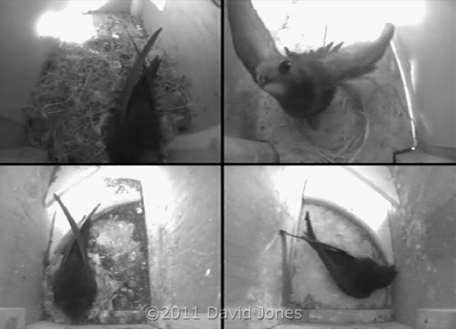A Swift visits SW-lo this morning - 2, 7 June