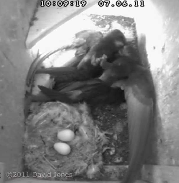 Male Swift fights off an intruder - 2, 7 June