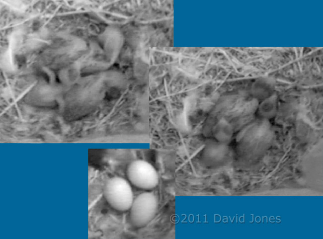 The Swift chicks in SW-up tonight, 9 June