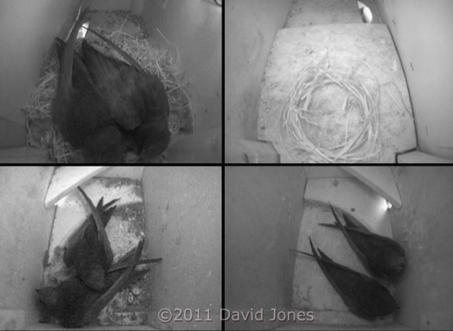 A 'new' pair of Swifts in SW-ri tonight, 11 June
