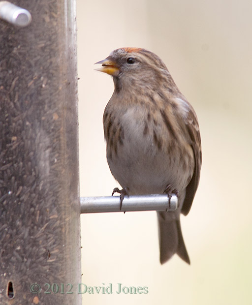 Redpoll at niger seed feeder - 1