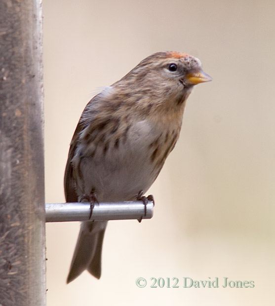 Redpoll at niger seed feeder - 2