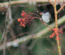 Blackcap male on Rowan