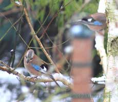 Jays on Birch tree