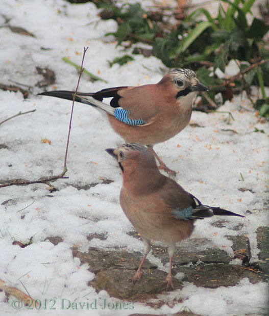 The Jay pair under the Birch tree