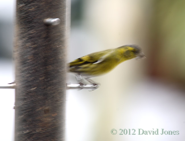 Blurred image of Siskin male (ringed?) at feeder
