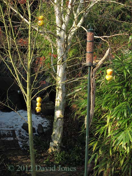 Apples hung from Rowan tree and peanut feeder
