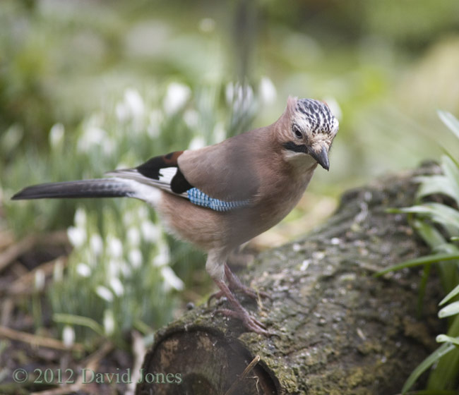 Jay on log under Hawthorn