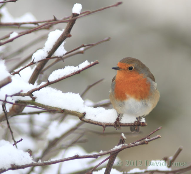 Robin on the Hawthorn