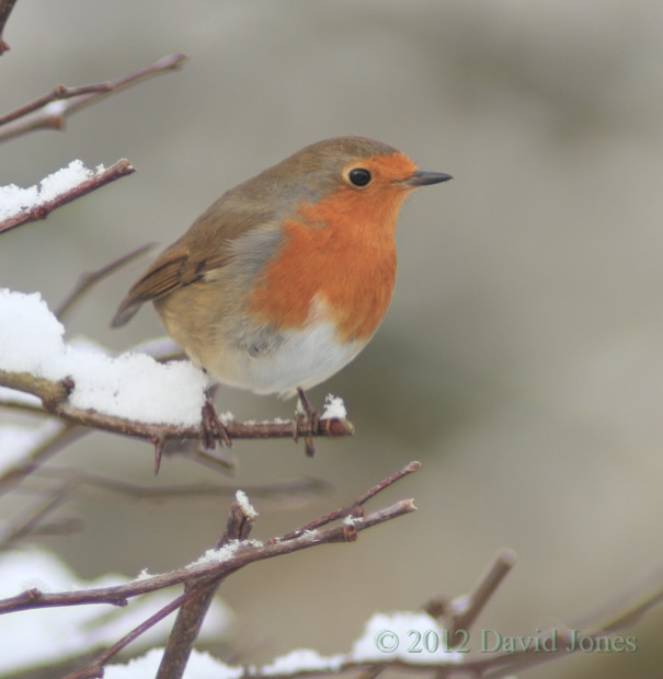 Robin on the Hawthorn - 2