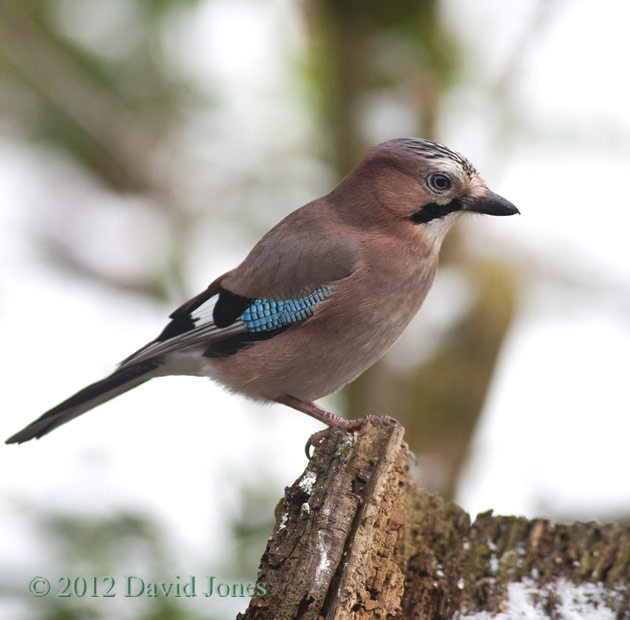 Jay perches under the Hawthorn - 2