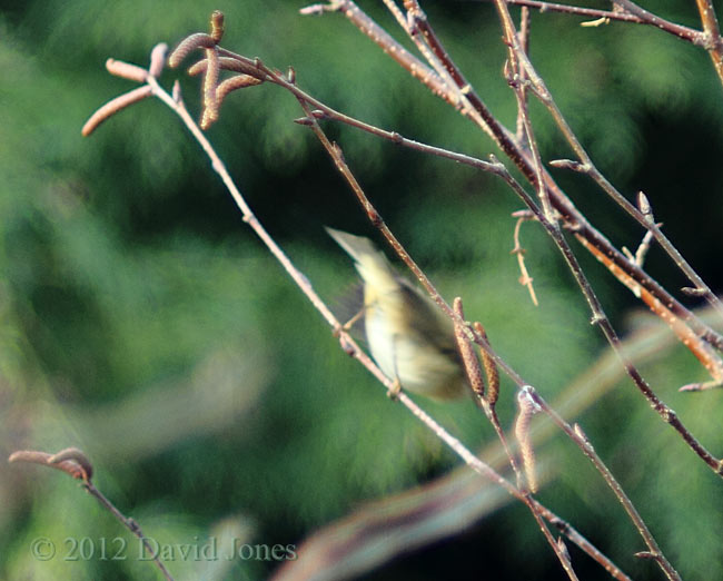 Willow Warbler in Birch tree - just leaving!