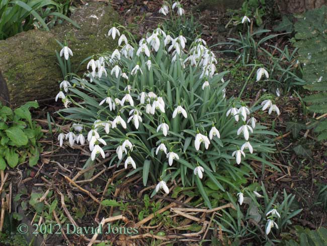 Snowdrops, 26 Feb