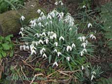 Snowdrops, 26 Feb