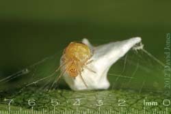 Spider (Theridion pallens) guards its egg case, 14 June 2012
