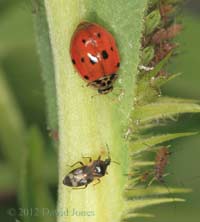 10-Spot Ladybird & Mirid bug on Rose, 19 June 2012