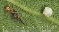 Spider (Theridion pallens ) with egg case and prey, 19 June 2012
