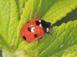 A 7-Spot Ladybird on Rose, 20 June 2012