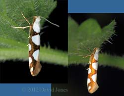 Argyresthia brockeella (a micro-moth) on Stinging Nettle, 21 June 2012