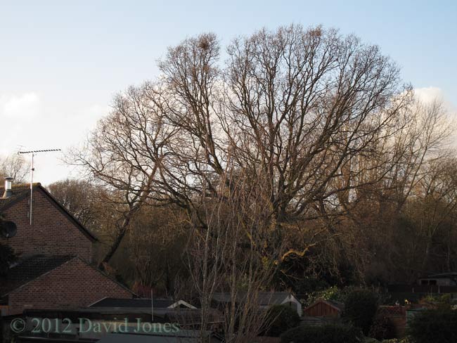 Oak tree in Brickfields wildlife park