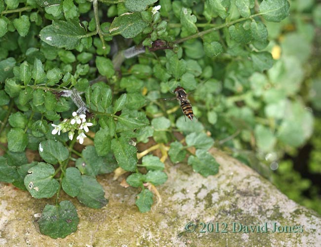 Hairy Bitter Cress(?) and hoverfly