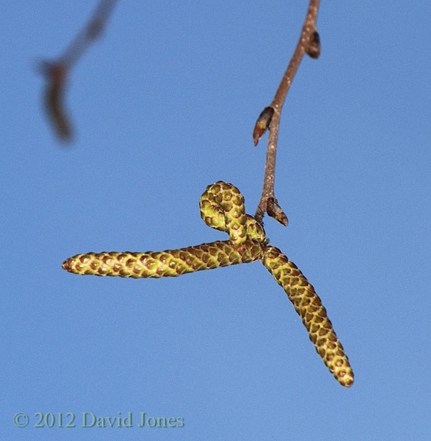 Himalayan Birch - male catkins, 23 March 2012