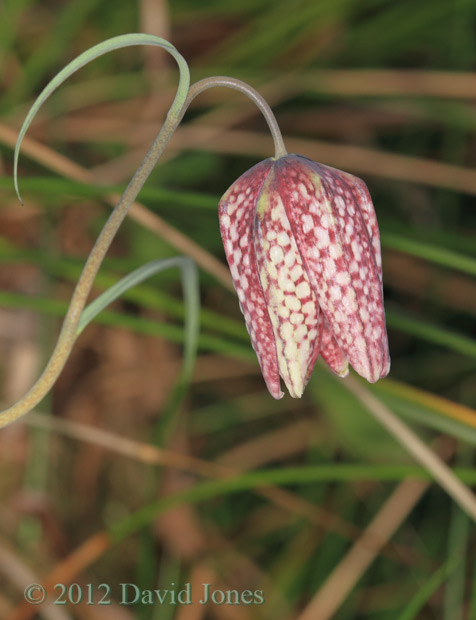 Snake's Head Fritillary, 23 March 2012