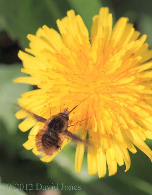 Bee-fly at Dandelion, 28 March 2012
