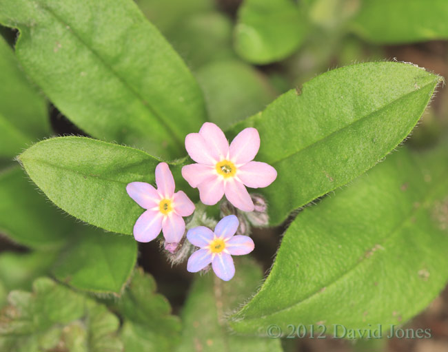 First Forget-me-nots of the year, 26 March 2012