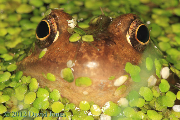 Frog in little pond, 28 March 2012