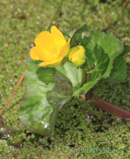 Marsh Marigold, 28 March 2012