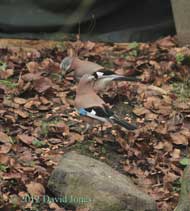 Jays feed on peanuts, 1 January