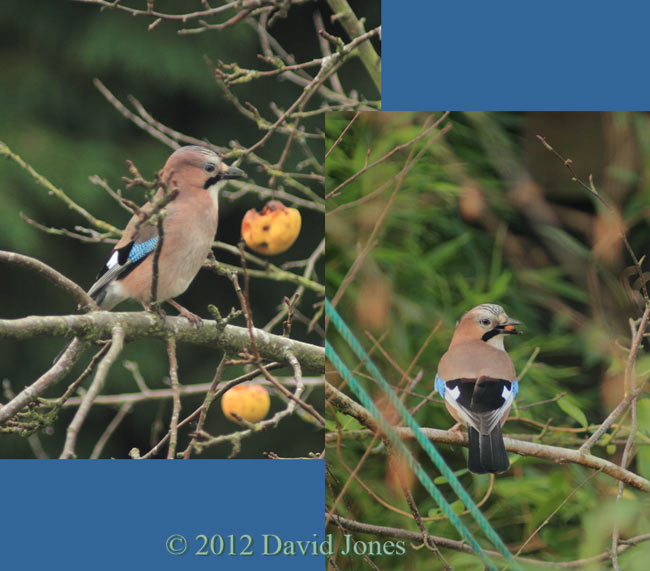 Jays feed on peanuts -2 , 1 January