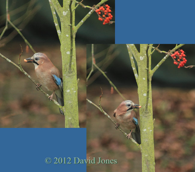 Jay perched on Rowan, 1 January