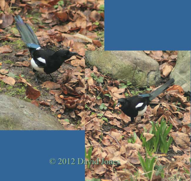 Magpie searches for peanuts, 1 January