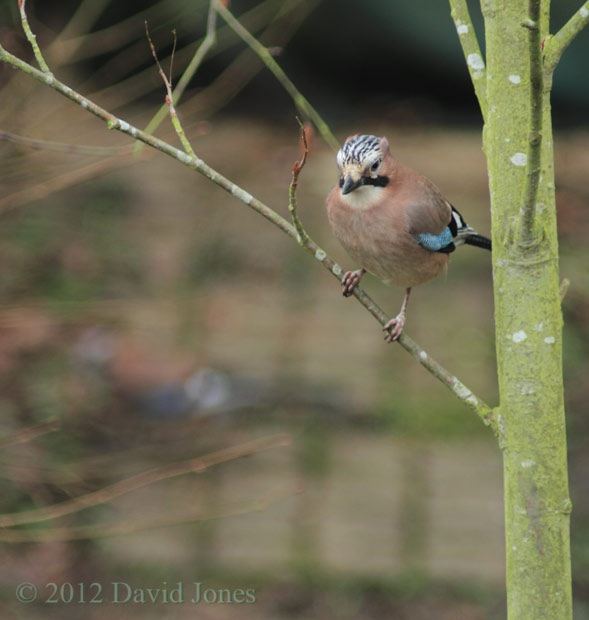 Jay perching in Birch tree