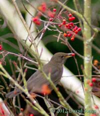 Blackbird female eating Rowan berry