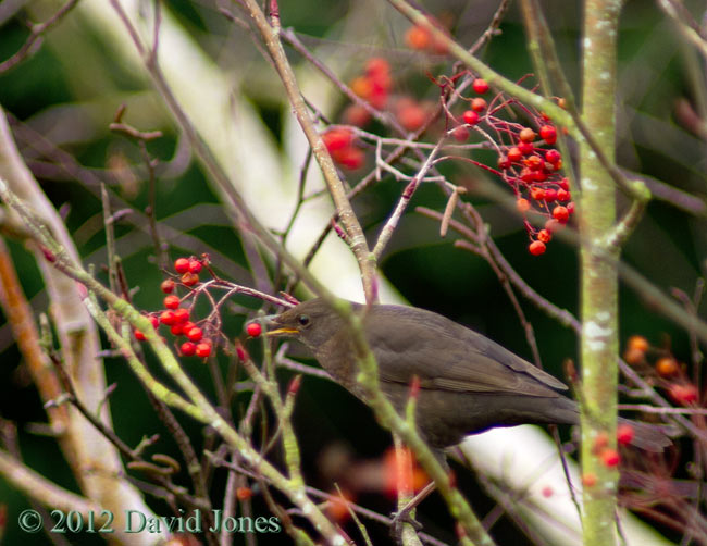 Blackbird female eating Rowan berry - 2