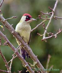 Green Woodpecker (male) in Apple tree