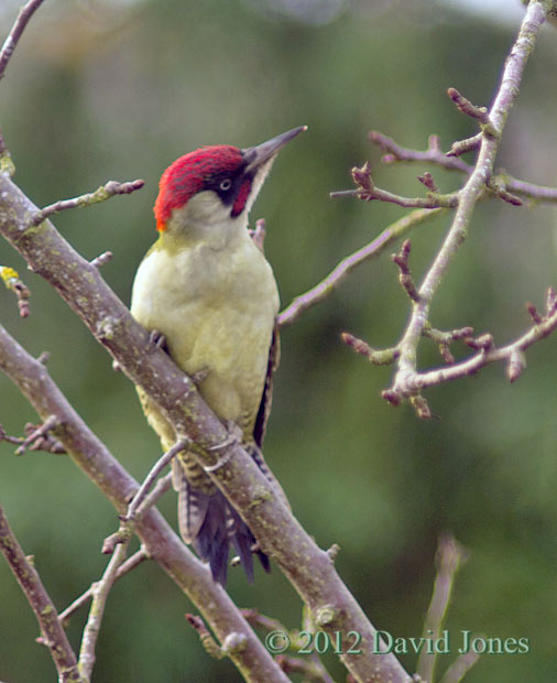Green Woodpecker (male) in Apple tree - 2