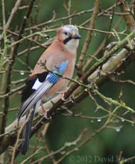 Jay in apple tree