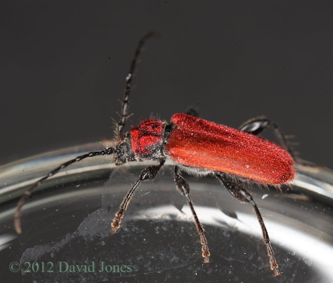 Pyrrhidium sanguineum (Longhorn Beetle)