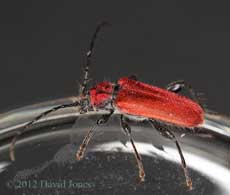 Pyrrhidium sanguineum (Longhorn Beetle)