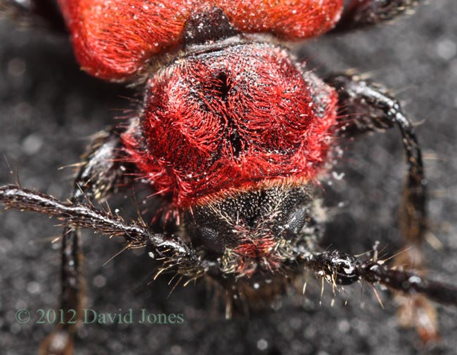 Pyrrhidium sanguineum (Longhorn Beetle) - head and thorax (2)