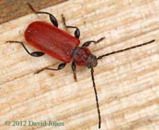 Pyrrhidium sanguineum (Longhorn Beetle) on log