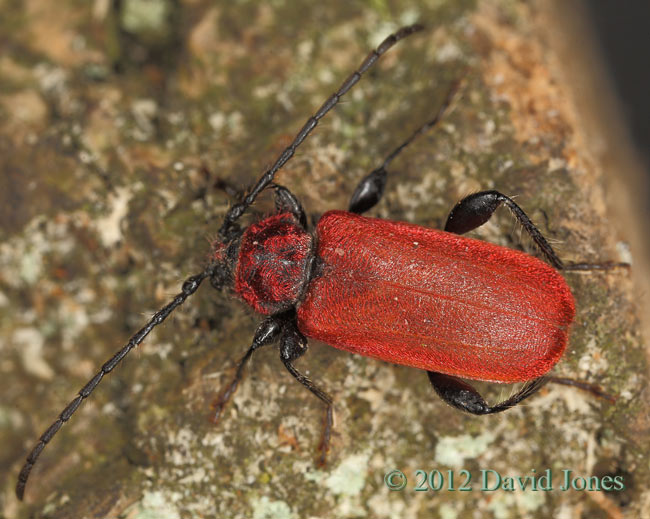 Pyrrhidium sanguineum on log - 2