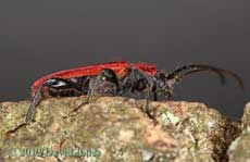 Pyrrhidium sanguineum (Longhorn Beetle) - side view
